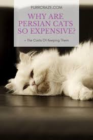 Buy and sell munchkins kittens & cats uk with freeads classifieds. Here Is Why Persian Cats Are So Expensive Purr Craze