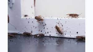 chronic german roach infestations