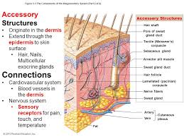 An Introduction To The Integumentary System Ppt Download