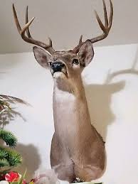 Deer Head Shoulder Mount Taxidermy