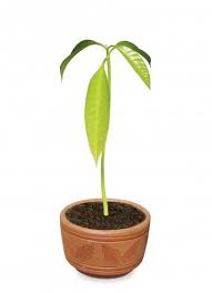 Can You Grow Mango Trees In A Pot