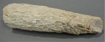 Image result for petrified palm