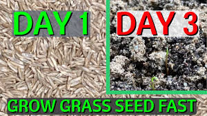 how to grow gr seed fast cheat