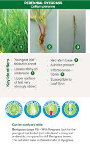 Syngenta Grass Id Guide Greencast