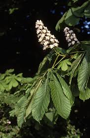 Biological Flora of the British Isles: Aesculus hippocastanum ...
