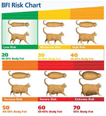 A large cat should weigh between 13 and 24 pounds.1 x research source however, like people cats vary in shape and size. Is Your Cat Fat Or Fit Change One Life Cat Sanctuary
