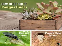 get rid of fungus gnats on houseplants