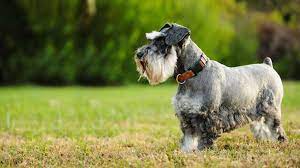 All of ridgewood's mini schnauzer puppies for sale go home with a written lifetime warranty as well as their puppy shots completed. Miniature Schnauzer Puppies For Sale Nyc Central Park Puppies