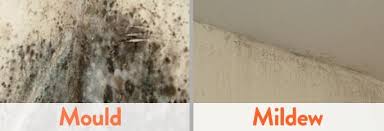 Get Rid Of Mold Mildew On The Walls