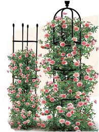 Check spelling or type a new query. Amazon Com Vimoa Plant Trellis Rose Trellis Garden Trellis 2 Pack For Clinging Roses Cherry Tomatoes Trumpet Vine Clematis Plant Patio Lawn Garden