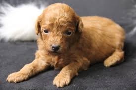 ginger female red toy poodle family