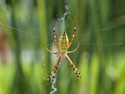 remes for spiders in gardens