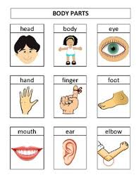 Body parts worksheets are great for children learning the names for parts of the body. Vipkid Esl Printable Body Parts Flashcards Site Words Reading Elementary