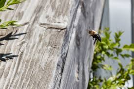 Have you seen what looks like bumble bees buzzing around the eaves or wood of your home? Identifying Carpenter Bees