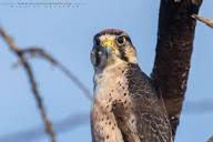 Lanner Falcon - wildlife of kenya by Nicolas Urlacher