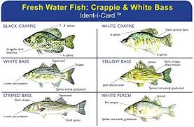 Express Yourself Products Crappie White Bass Ident I Card Freshwater Fish Identification Card