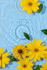 yellow flowers on water surface