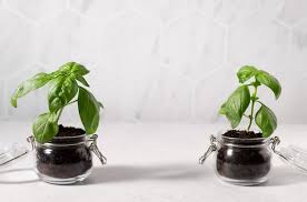 Potted Basil Plants In Glass Jars Home