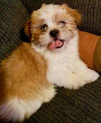Shih tzu puppies for adoption in va. Adopt Yoshi On Petfinder Shih Tzu Dog Pets Shih Tzu