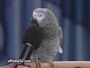 2 parrots singing and talking parrots funny videos