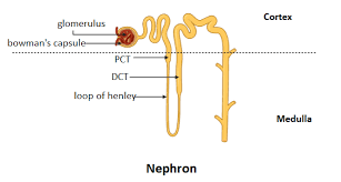 Each nephron has a glomerulus to filter your blood and a tubule that returns needed substances to your blood and pulls out additional wastes. Which Part Of The Nephron That Exists In The Outer Class 11 Biology Cbse
