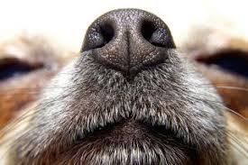 Life expectancy for a dog with hepatocellular carcinoma can be several months to as long as three years, depending on how localized the tumor was when discovered. If Dogs Can Smell Cancer Why Don T They Screen People Live Science