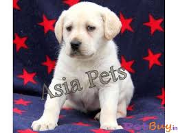 Where can i buy puppies in lucknow? Labrador Puppy Price In Lucknow Labrador Puppy For Sale In Lucknow