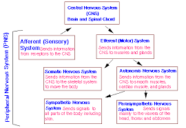 The Nervous System Brain And Nerves Medical Terminology