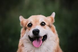 portrait of pembroke welsh corgi close