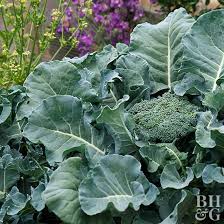 The Best Frost Tolerant Vegetables For Your Garden Better