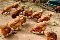 how-much-space-do-i-need-for-100-chickens
