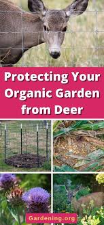 Protect Your Organic Garden From Deer