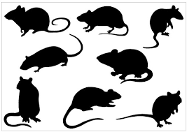Image result for cute rat pictures free clip art