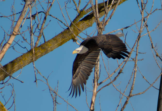 Bald eagles of Waterloo - Project FeederWatch