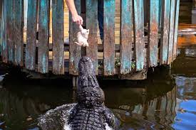 10 florida alligator parks you won t