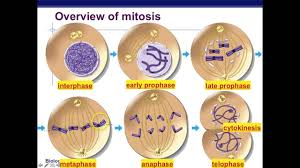 Maybe you would like to learn more about one of these? Mitosis Mitotic Cell Division Stages And Significance Online Biology Notes
