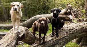 Maybe you would like to learn more about one of these? Labrador Colors The Secrets Of Labrador Color Inheritance