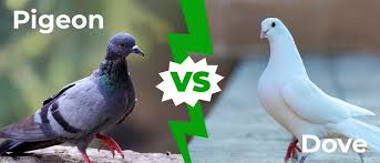 pigeon vs dove 2 key differences