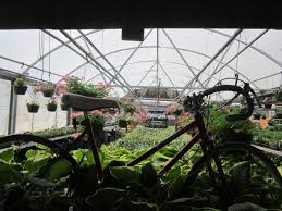 byrns greenhouse grows locally in zim