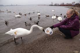 Are Swans Endangered? 