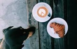 can-dogs-eat-coffee