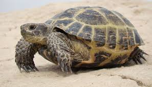 russian tortoise agrionemys