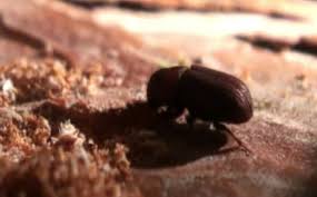 how to get rid of wood borers beetle