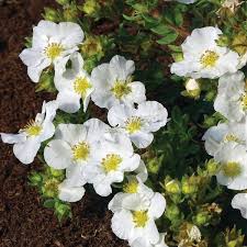 bella bianca potentilla live shrub