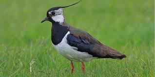 Lapwing: A wader with style - Scottish Nature Notes - Our work - The RSPB Community