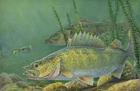 100 walleye pictures wallpapers com