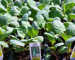 Gardening Fall Annuals Leafy Greens