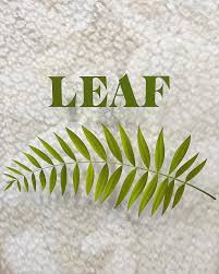 grand opening leaf waron the