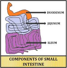 small intestine and large intestine