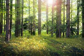 forest images hd pictures for free